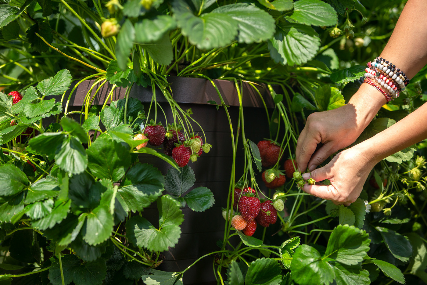 Jak se starat o lesní jahody?